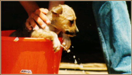 Puppy in a bucket